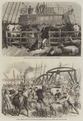 Transport de bétail